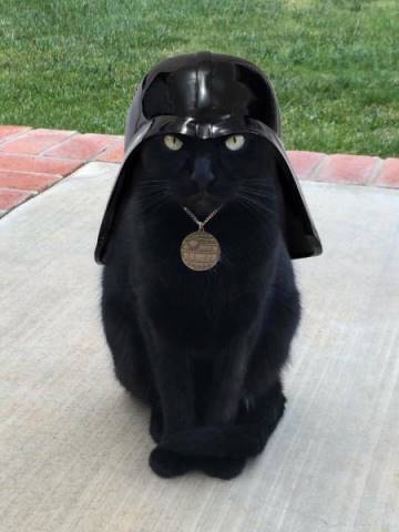 Cat Vader