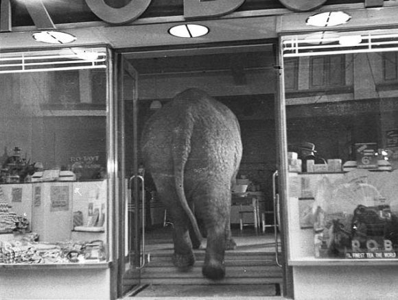 Elefánt a porcelánboltban...