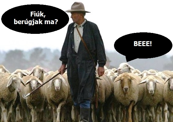 Ezért az egyik leghasznosabb állat a birka