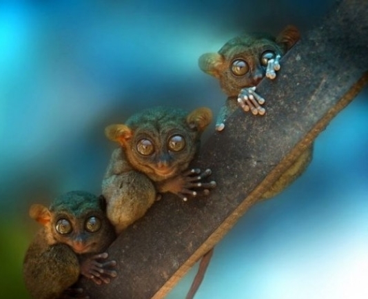 Amikor a pasik látnak egy jó csajszit