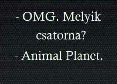 Haver, tegnap láttalak a TV-ben...
