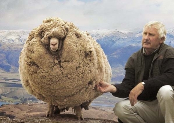 A lázadó - Új-zélandi verzió