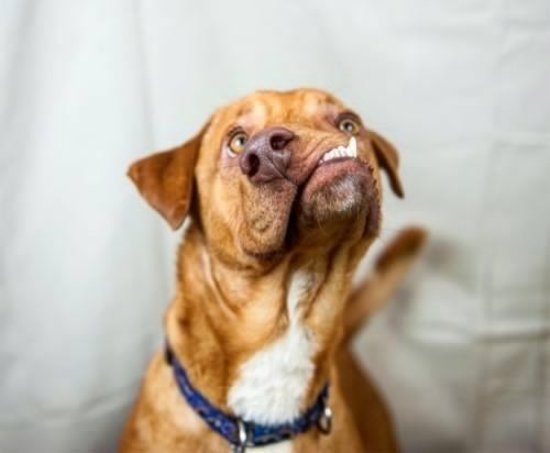 Amikor bekapsz a nagyfater kerítésszaggatójából még egy felest,