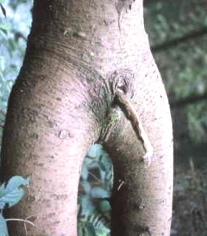 Mire vár a buzi a temetőben?