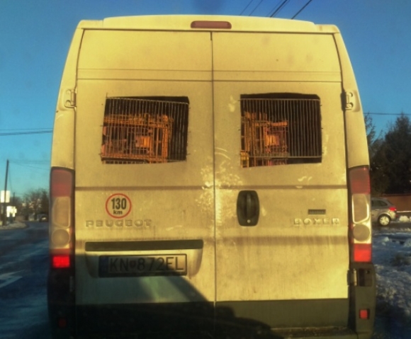 Napi állatszállító