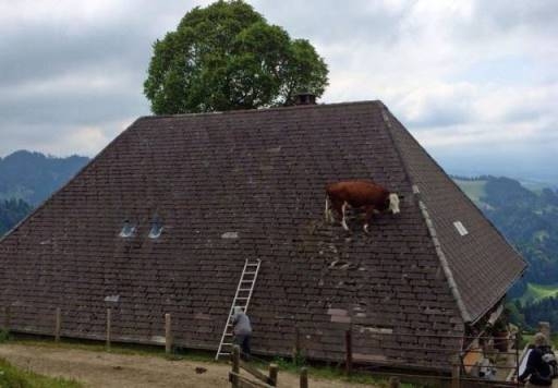 Kényszerleállás a Milka gyárban