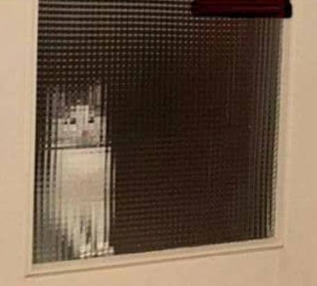 Alacsony felbontású macska