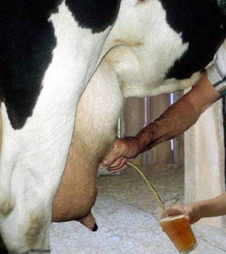 Amióta a tehenünk malátát és komlót eszik,