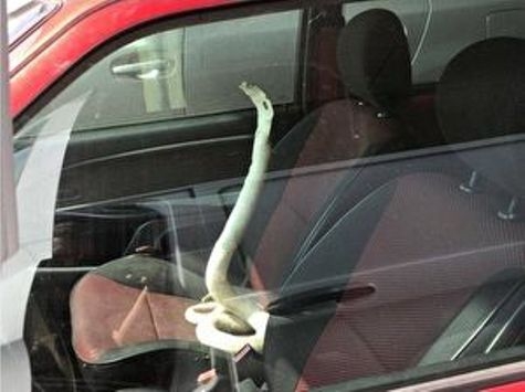 A legtutibb lopásgátló