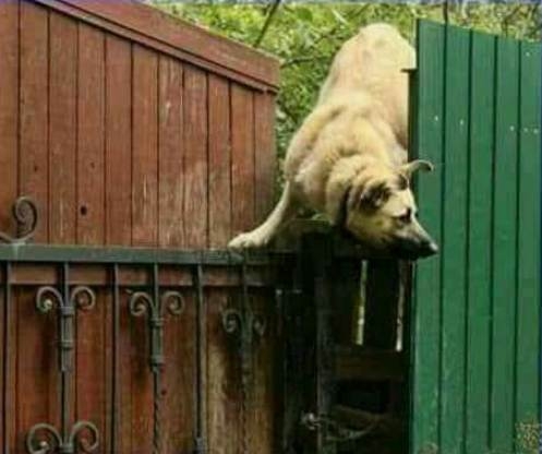 Van aki, még a nyugdíjasoknál is jobban várja a postást!