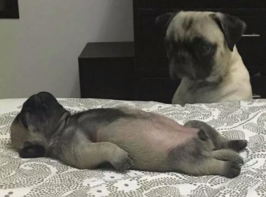 Amikor hulla részegen fekszel otthon, és...