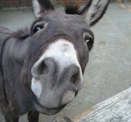 Ne haragudj, hogy ennyire megbámullak,