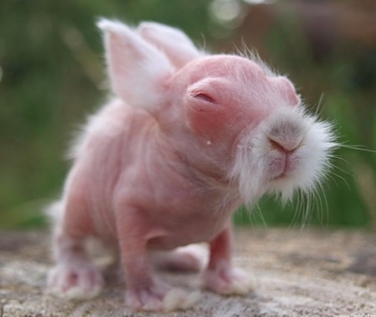 Sokak szerint ez egy bébinyúl...