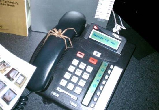 Nem akkor van gond, ha látsz egy pókot, 