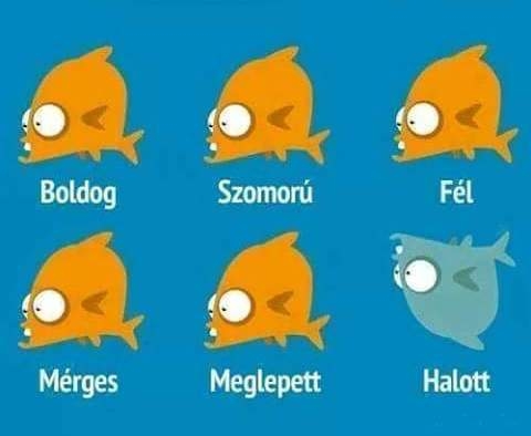 Útmutató aranyhalakhoz