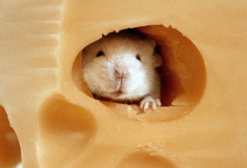 Az élet olyan, mint az ementáli...