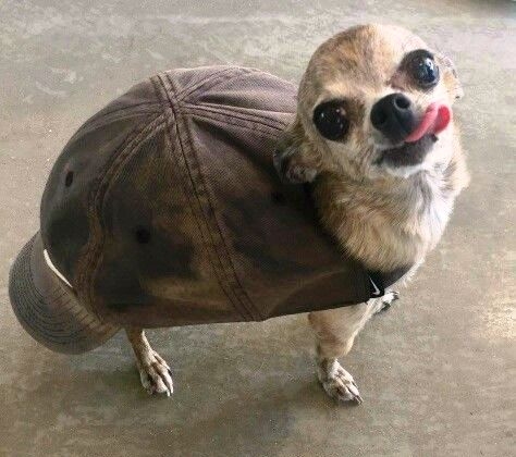 Napi apró - Teknős eladó