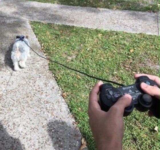 Kutyasétáltatás - kicsit másképp