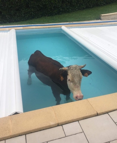 Marha meleg van ma is