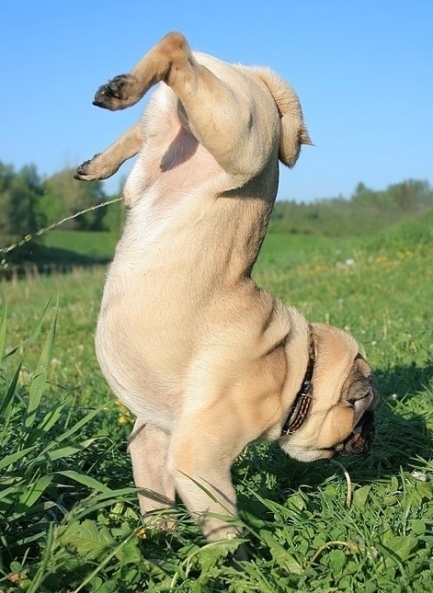 Egy jó pálinkázás után, nincs lehetetlen