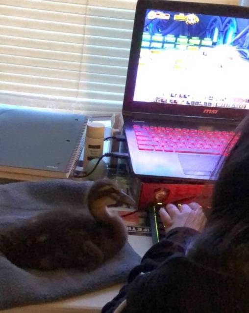 Mert nem mindenki cicát tart otthon...