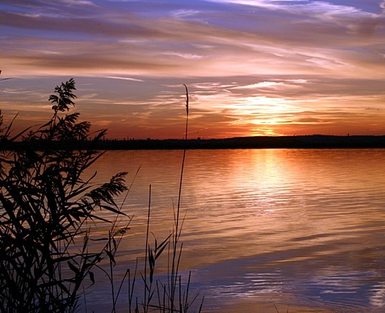 Eladó 3 kg ponty a Velencei-tónál