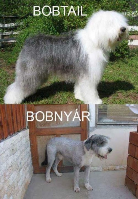 Hét eleji zsibbasztó