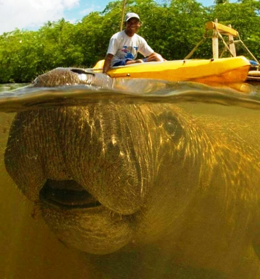 Íme egy karibi manátusz, ismertebb nevén lamantin