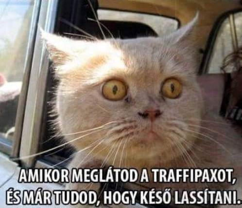 Te is ilyen fejet vágsz,