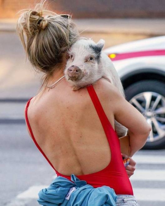 Egy kis malac, röf- röf- röf