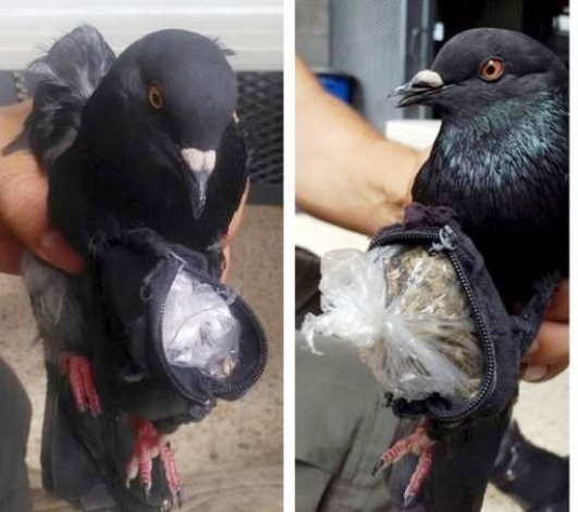 Sittre vágták, de nem tudott meglenni drog nélkül