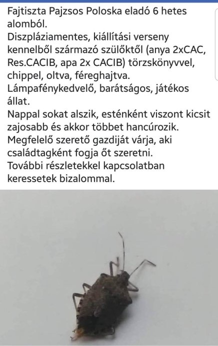 Befutott a nap ajánlata