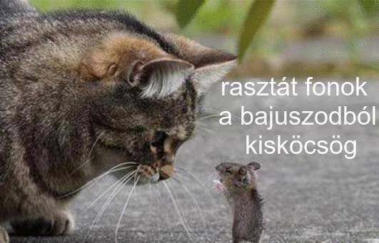 Fontos az életben a határozott fellépés