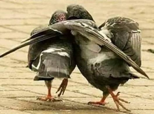 Gyere tesó, szarjuk le őket együtt!