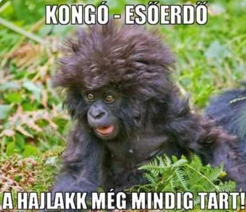 Schwarzkopf, Közép-Afrika