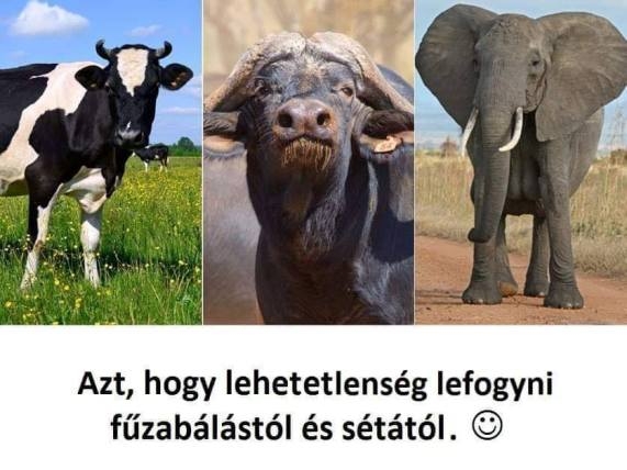 Milyen következtetést vonhatunk le a képen látható 3 állattal kapcsolatban?