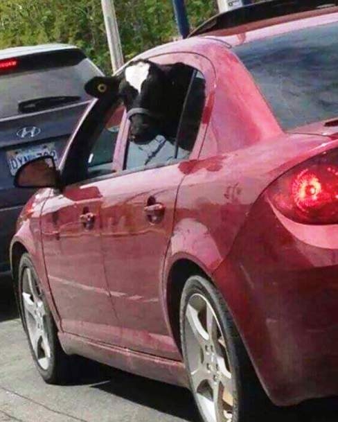 Fuvarban a Szállító