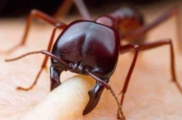 Hangyacsípés nagyítva