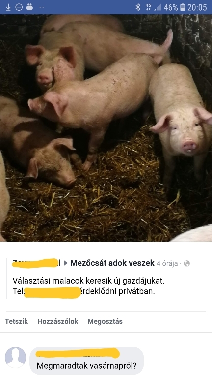 Facebook top komment