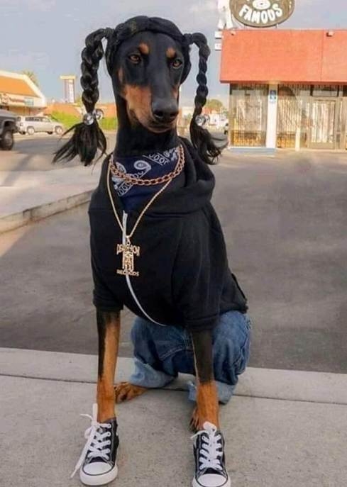 Snoop dog