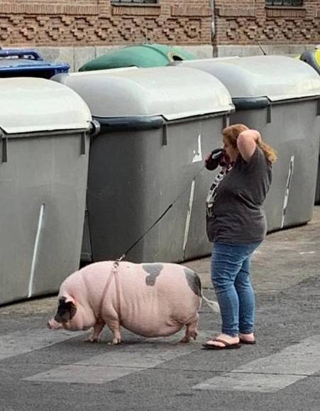 Ha lakásban tartod a kedvencedet, akkor fontos a reggeli séta