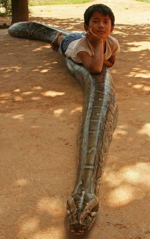 Bizarr házi kedvenc