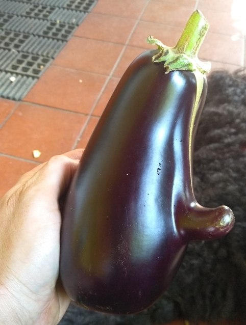 F@sza lett az idei padlizsán termés