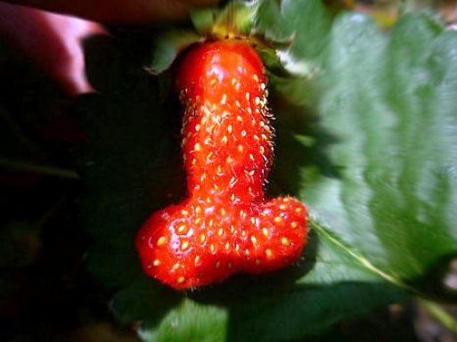 A tiltott gyümölcs, amire Éva igazából rámozdult a Paradicsomban