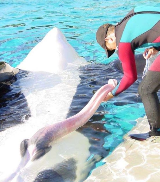 Szép nagy lőcse van