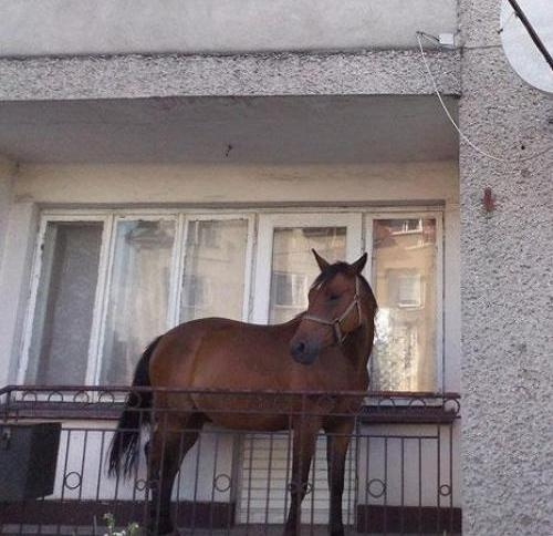 Rózsa Sándor meglátogatta a szeretőjét