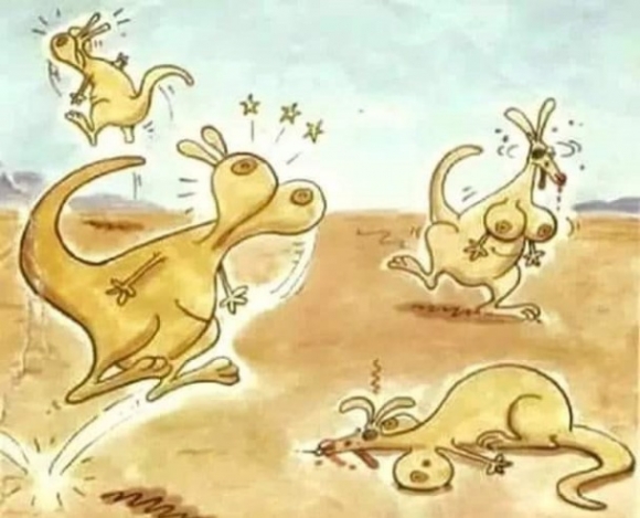 Hogy, miért nincs csöcse a kengurunak?