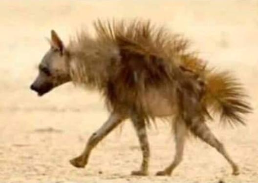 Azt mondták csurgassak rá a villanypásztorra...