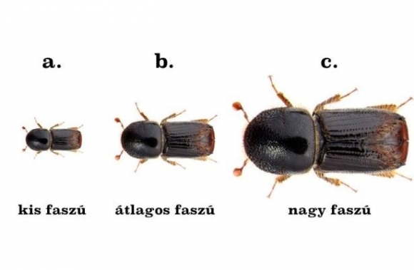A szú fajtái és méretei