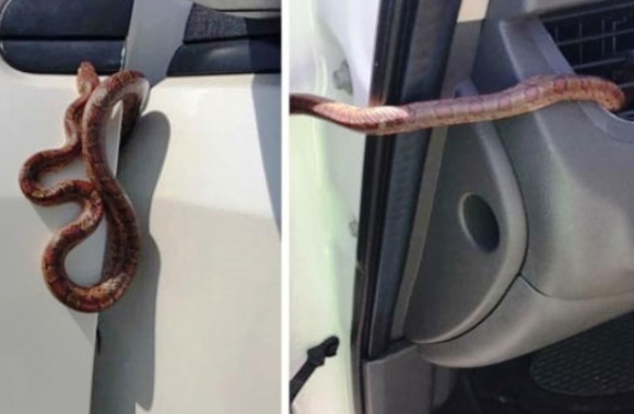 Ha kígyós helyen vagy, soha ne hagyd nyitva az autódat